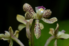 Thick-lipped anacheilium