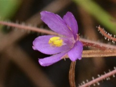 Byblis liniflora