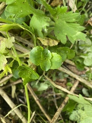 Chrysosplenium oppositifolium