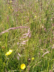 Dactylorhiza maculata maculata
