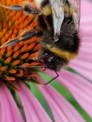 Bombus terrestris