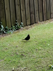 Turdus merula