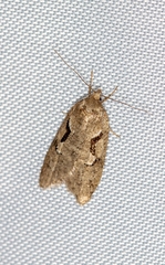 Semioscopis steinkellneriana