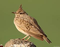 Galerida cristata