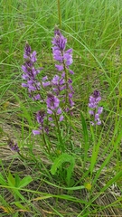 Polygala wolfgangiana