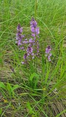 Polygala wolfgangiana