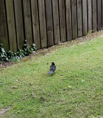 Turdus merula