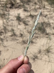 Elymus lanceolatus