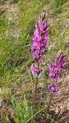 Oxytropis knjazevii