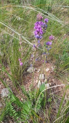 Oxytropis knjazevii