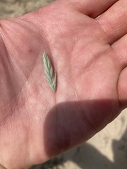 Elymus lanceolatus