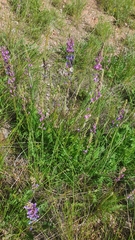 Oxytropis knjazevii