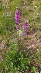 Oxytropis knjazevii