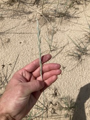 Elymus lanceolatus