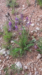 Oxytropis knjazevii