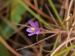 Byblis liniflora