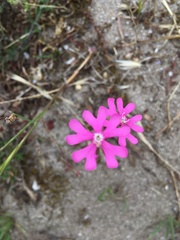 Silene scabriflora
