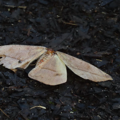 Oxydia vesulia