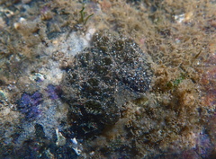 Eudistoma