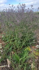 Nepeta ucranica