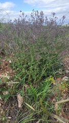 Nepeta ucranica