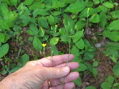 Hieracium marianum