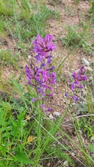 Oxytropis knjazevii