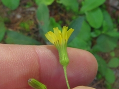 Hieracium marianum