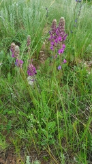Oxytropis knjazevii