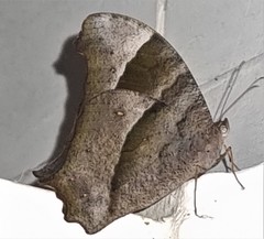 Melanitis leda bankia