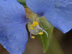 Commelina ensifolia
