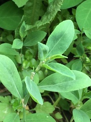 Polygonum aviculare