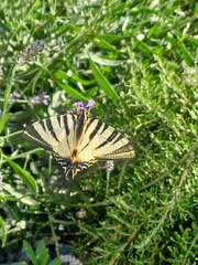 Iphiclides podalirius
