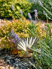 Iphiclides podalirius