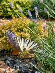 Iphiclides podalirius