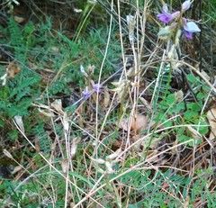 Oxytropis teres