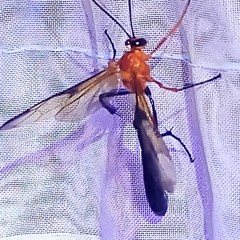 Thyreodon rufothorax