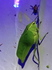 Stilpnochlora quadrata