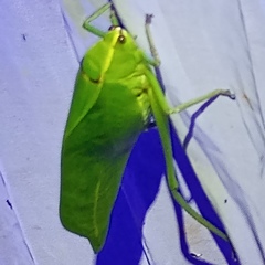 Stilpnochlora quadrata