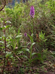 Dactylorhiza foliosa