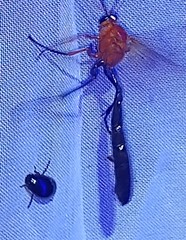 Thyreodon rufothorax