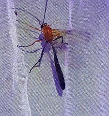 Thyreodon rufothorax