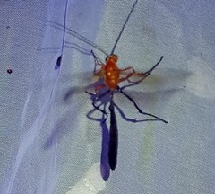 Thyreodon rufothorax