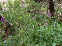 Dactylorhiza foliosa