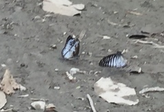 Graphium ramaceus pendleburyi