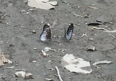Graphium ramaceus pendleburyi