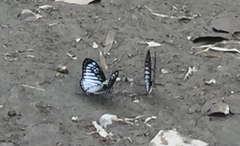 Graphium ramaceus pendleburyi