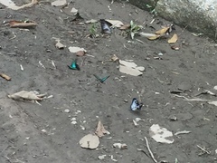 Graphium ramaceus pendleburyi