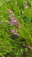Polygala wolfgangiana
