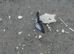Graphium ramaceus pendleburyi